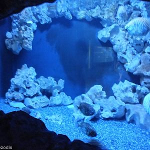 Tank with Pinecone Fish and Nautilus