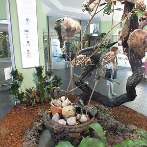 Open-topped Red Weaver Ant Enclosure