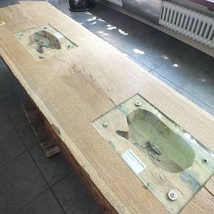 Bench With Pinned Insects