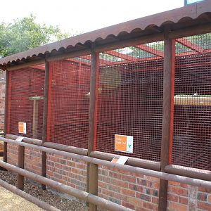 Chester Catherdral Falconry - Aviary's