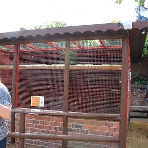 Chester Catherdral Falconry - American Black Vulture Aviary