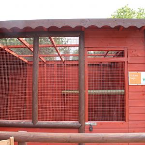 Chester Cathedral Falconry - Golden Eagle Aviary