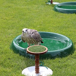 Chester Catherdral Falconry - Gyr Falcon having a bath