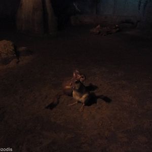 Springhares in the Nocturnal House