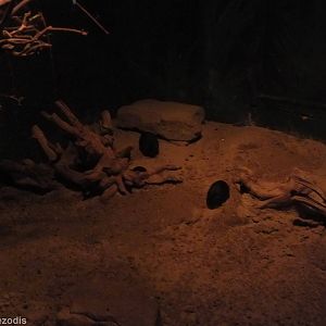 Cururos and Enclosure