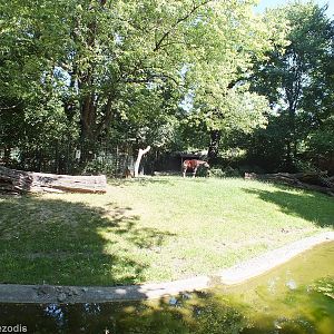 Okapi and Duiker Enclosure