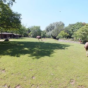 African Paddock