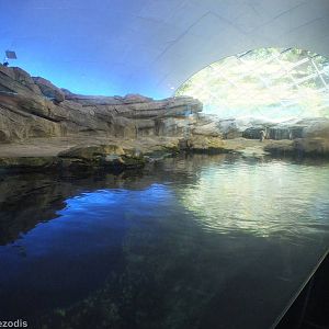 Penguin Enclosure