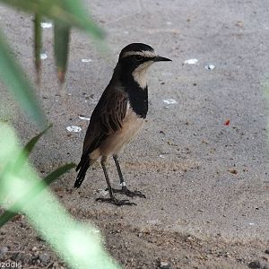 Capped Wheatear