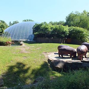 Hippo and Nyala Enclosure