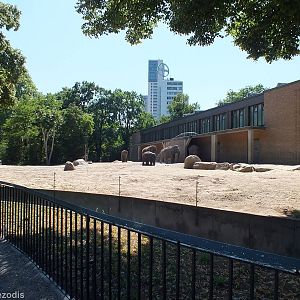 Elephant Outdoor Area