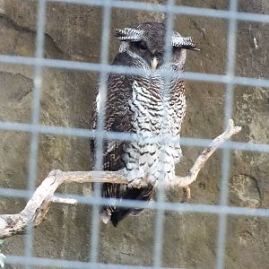 Barred Eagle-owl