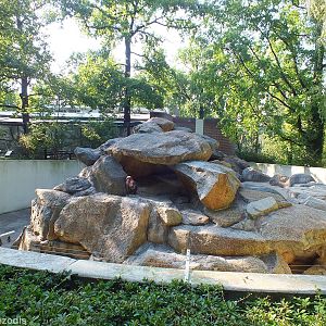 Stump-tailed Macaque Enclosure