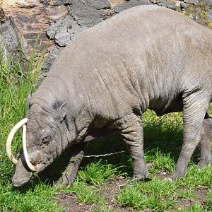 Nick the elderly Babirusa