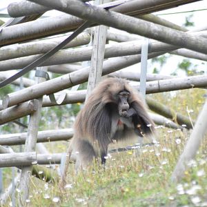 Gelada baboon