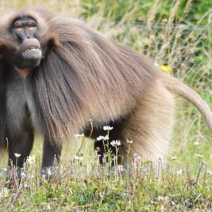 Gelada baboon