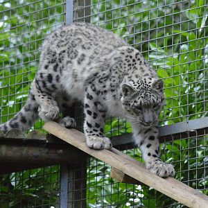 Young Snow Leopard