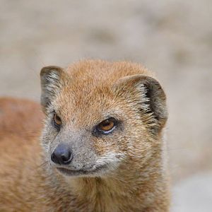 Yellow Mongoose