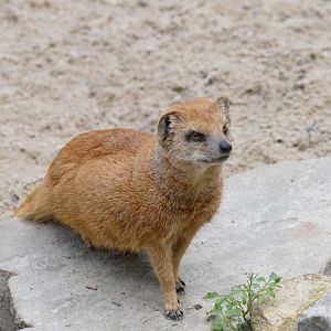 Yellow Mongoose