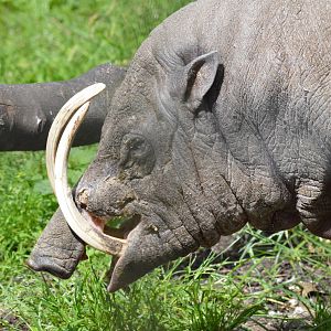 Nick the elderly Babirusa