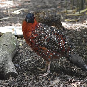 Satyr tragopans