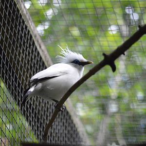 Bali starling
