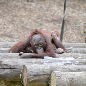 Bornean Orang