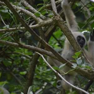 Baby Lar Gibbon