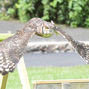 African spotted eagle owl