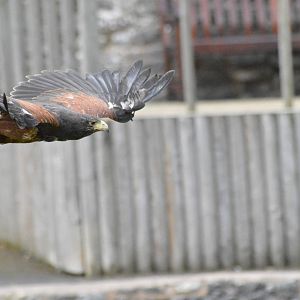 Harris Hawk