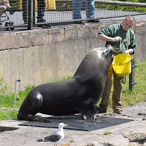 Patagonian sea lion