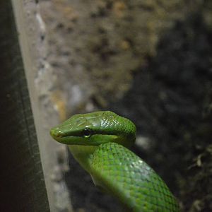 Red-tailed green ratsnake