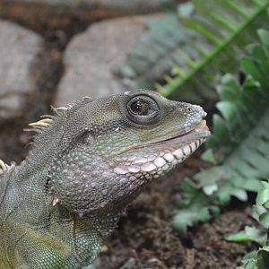 Chinese water dragon