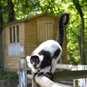 Black and white ruffed lemur