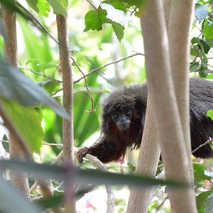 Red titi monkey