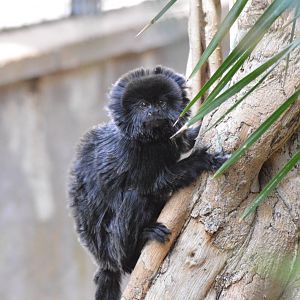 Goeldi's monkey