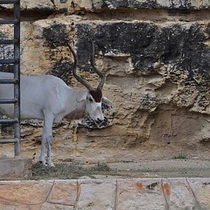 Addax Exhibit