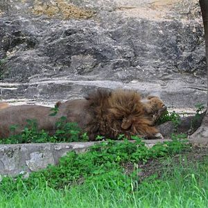 African Lion Exhibit