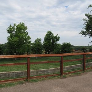 African Spurred Tortoise Exhibit