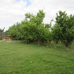 African Spurred Tortoise Exhibit