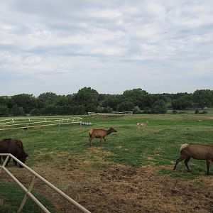 American Bison/Rocky Mountain Elk/Pronghorn Antelope Exhibit