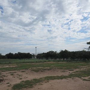 Domestic Horse Paddock