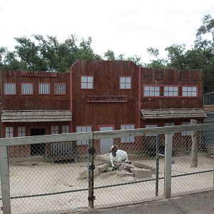 Barnyard Zone - Goat Exhibit