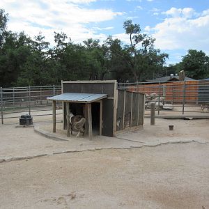 Barnyard Zone - Miniature Horse Exhibit