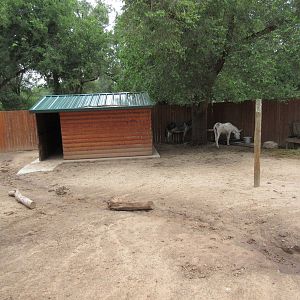 Miniature Donkey Exhibit