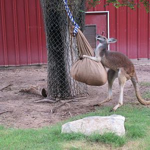 Red Kangaroo