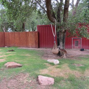 Red Kangaroo/Bennett's Wallaby Exhibit