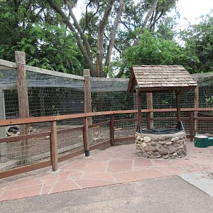 African Crested Porcupine Exhibit