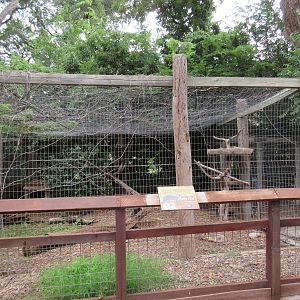 Gray Fox Exhibit
