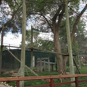 Bobcat Exhibit (with access to large tree trunks)